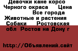 Девочки кане корсо. Черного окраса.  › Цена ­ 65 000 - Все города Животные и растения » Собаки   . Ростовская обл.,Ростов-на-Дону г.